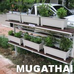 การจัดสวนโดยการปลูกพืชผักสวนครัวไว้กินเองภายในบ้าน